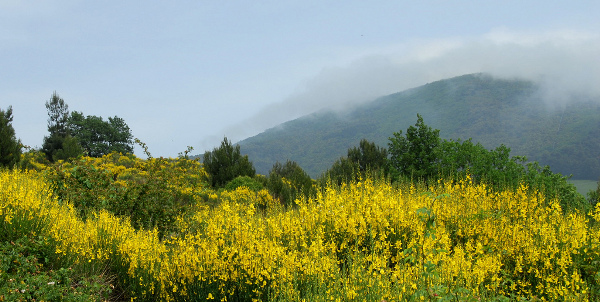ginestra