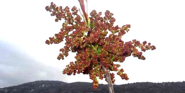 terebinto