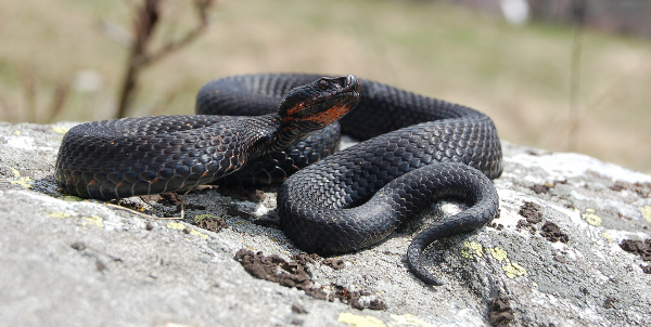 vipera